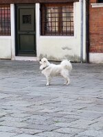 Proud Venetian dog