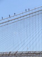 Spiders walking the Brooklyn Bridge
