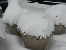Potted plants