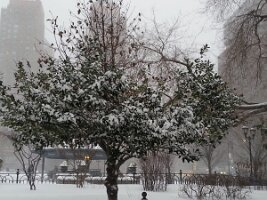 Tree (Union Square)