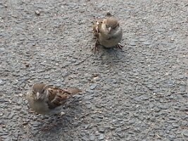 Another pair of sparrows