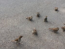 Eight sparrows looking offstage-left