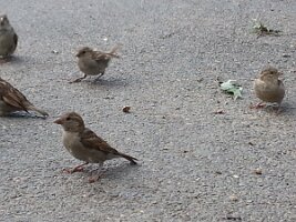 Five sparrows and two leaves