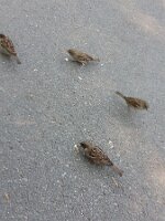 Four sparrows (two grazing)