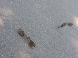 Four sparrows (two tail-to-tail and one hopping)