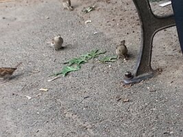 Four sparrows and bench leg
