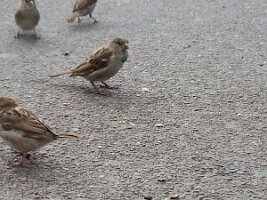 Four sparrows