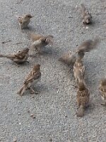 Nine sparrows (two in flight)