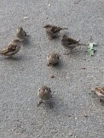 Seven sparrows and a leaf, one front and center