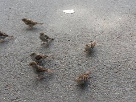 Seven sparrows and tinfoil fragment