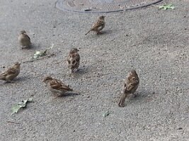 Six sparrows with manhole cover and three leaves