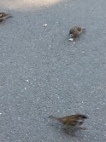 Three sparrows (one in motion)