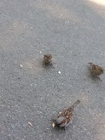 Three sparrows, two breadcrumbs (2)