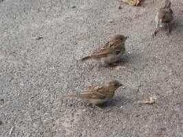 Three sparrows