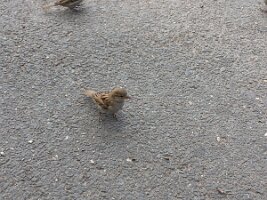 Two sparrows (1)
