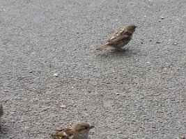 Two sparrows (2)