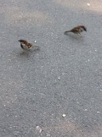 Two sparrows (one hopping)