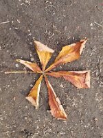 Dry leaf starburst